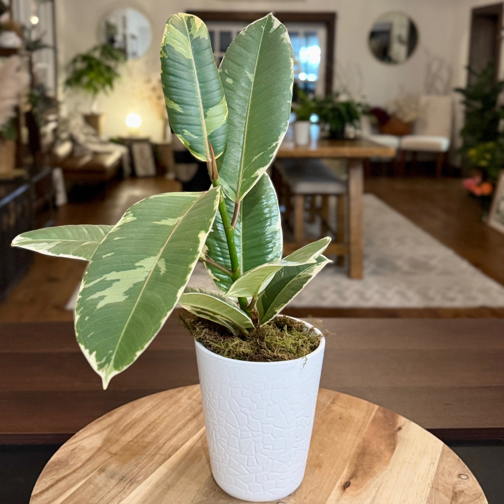 Ficus Tineke (Variegated Rubber Plant)