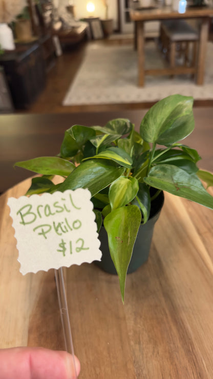Brasil Philodendron