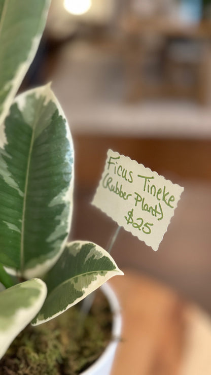 Ficus Tineke (Variegated Rubber Plant)
