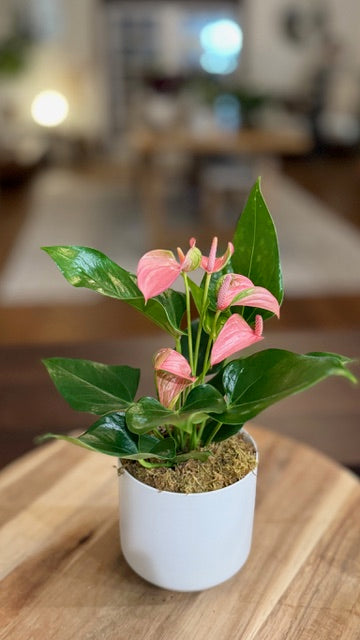 Pink Anthurium