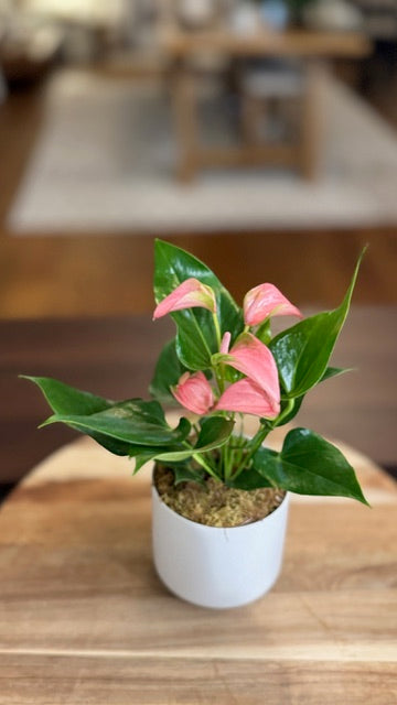 Pink Anthurium