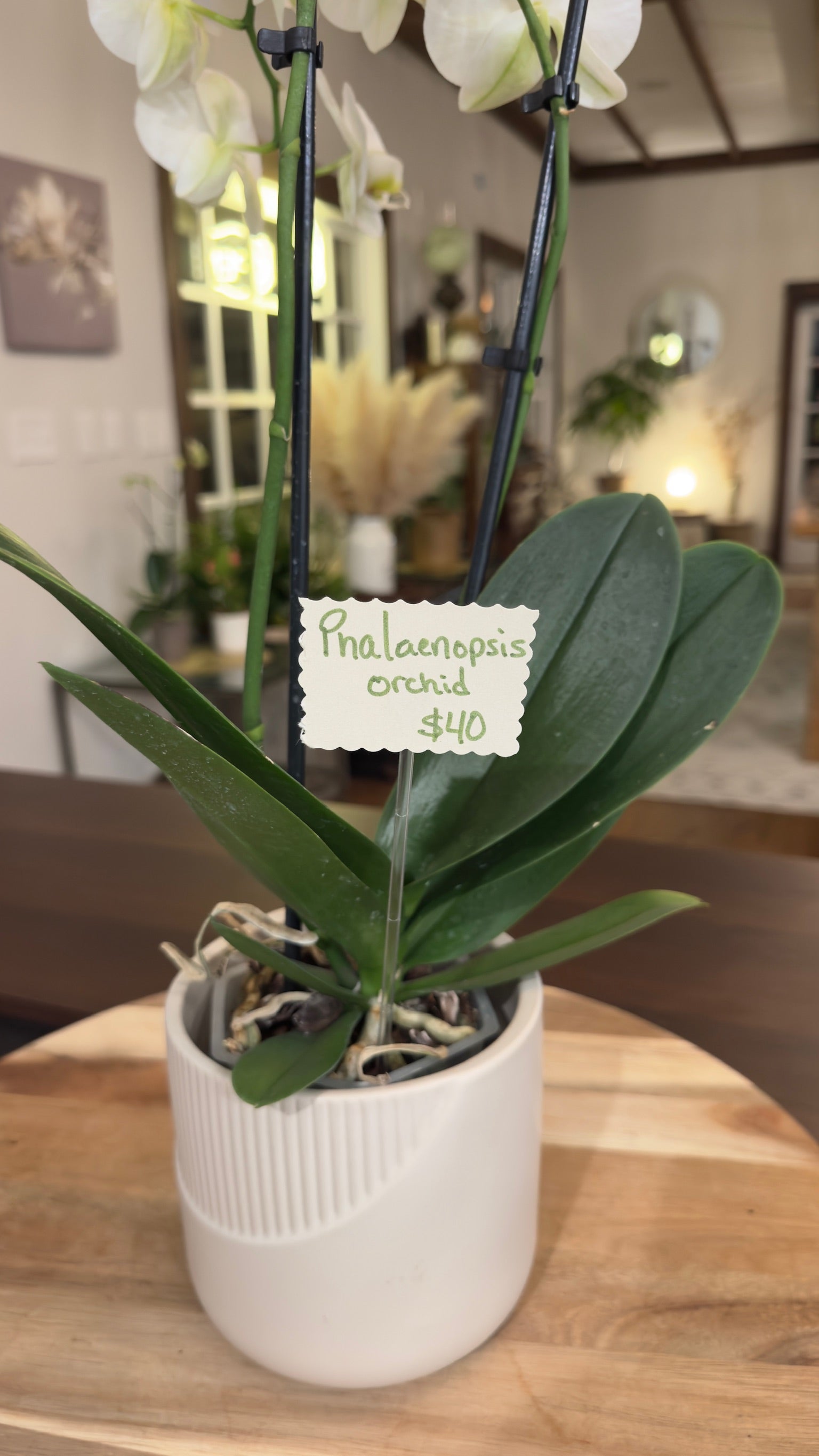 Phalaenopsis Orchid