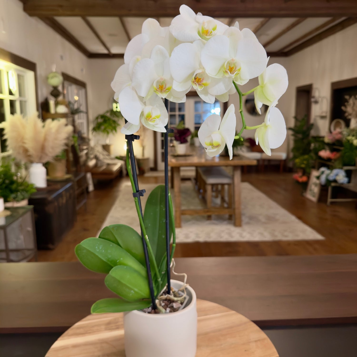 Phalaenopsis Orchid