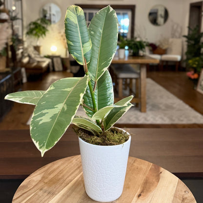 Ficus Tineke (Variegated Rubber Plant)