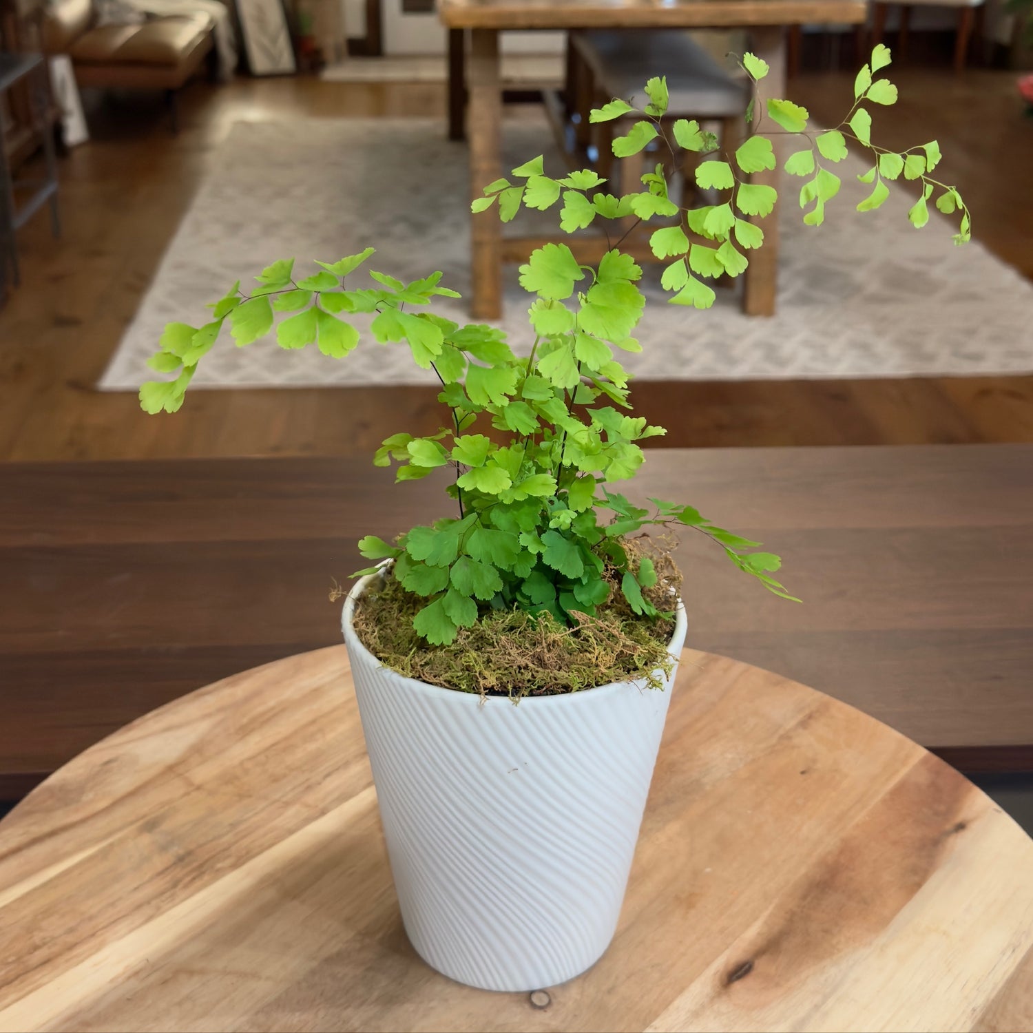 Maidenhair Fern