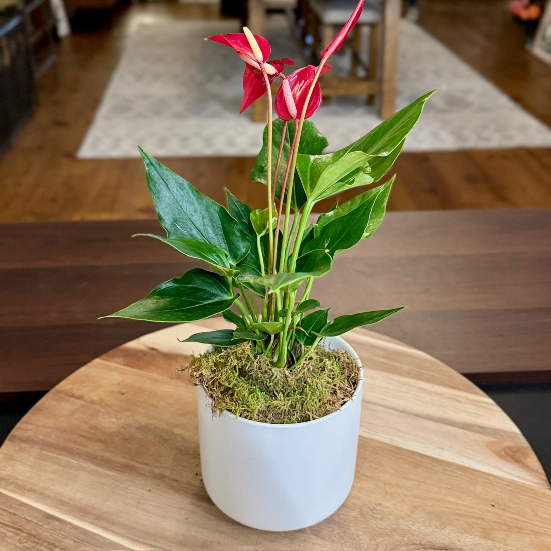 Red Anthurium