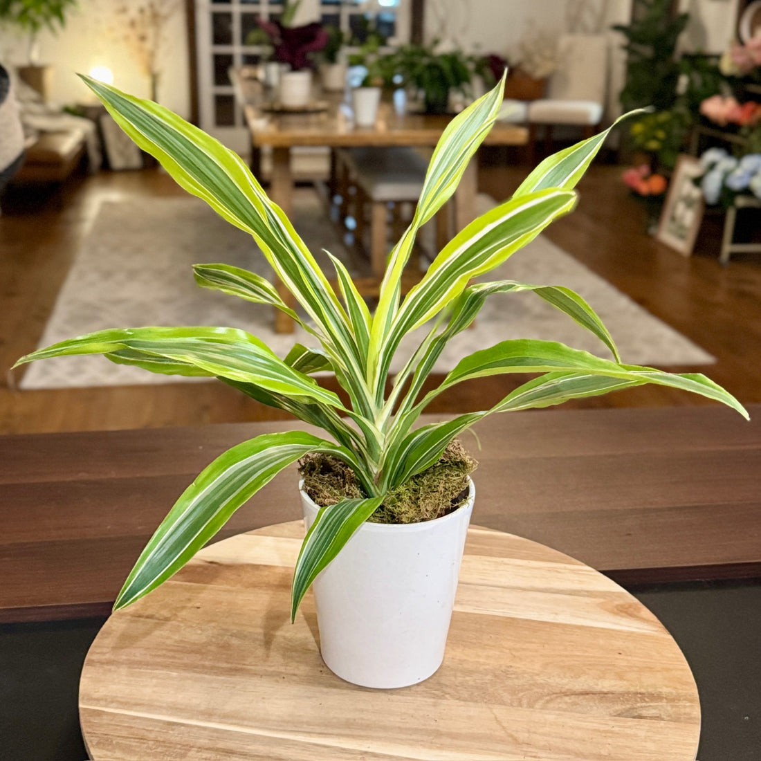 Dracaena &