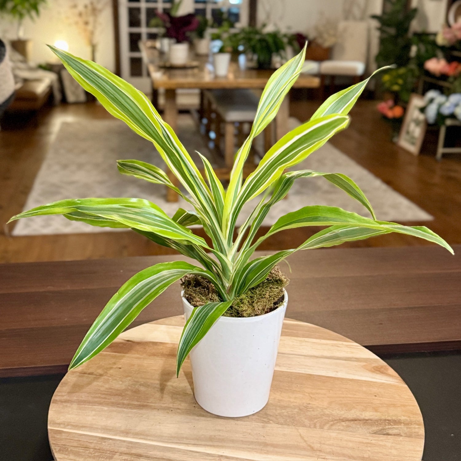 Dracaena &